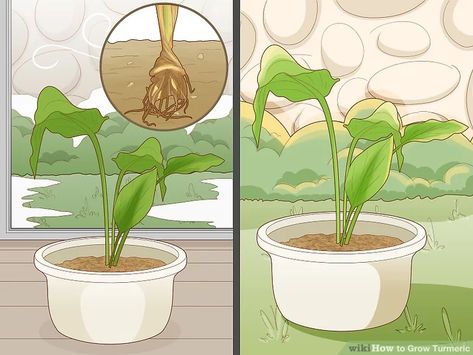 Easy Ways to Grow Turmeric (with Pictures) - wikiHow Multiplier Des Plantes Grasses, Grow Banana Tree, Trees In Containers, Lychee Tree, Grow Turmeric, Maple Tree Seeds, Propagate Succulents From Leaves, Turmeric Plant, How To Grow Bananas