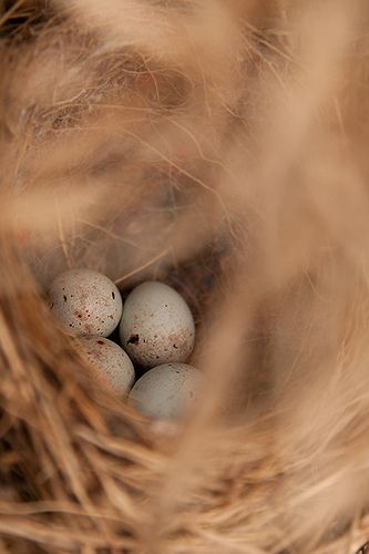 Nest Aesthetic, Love Birds Nest, Birds Nests, Raising Goats, Egg Nest, Bird Eggs, Lambada, Birds Nest, Love Bird