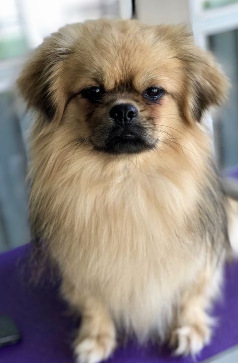 Pekingese Puppies, Pom Dog, Every Dog Breed, Tibetan Spaniel, Lion Dog, Dog Wash, Spaniel Puppies, Spaniel Dog, Small Dog Breeds