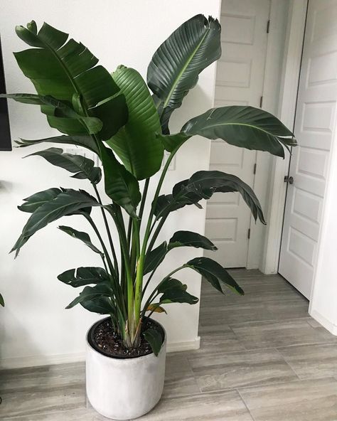 Banana Tree In Pot, Artificial House Plants, Musa Basjoo, Banana Leaf Tree, Big Leaf Plants, Big Indoor Plants, Plantas Interior, Tree In Pot, House Products