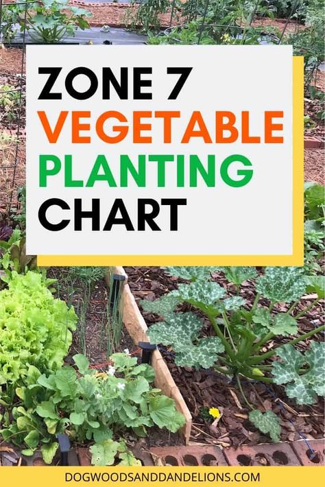 This Zone 7 vegetable planting chart can be easily adapted to other gardening zones. You will know when to plant each vegetable at the proper time. #dogwoodsanddandelions #gardening #vegetablegardening Growing Calendar For Zone 7, Gardening Schedule Calendar Zone 7, Zone 7 Vegetable Planting Guide, What To Plant In April In Zone 7, What Vegetables Can Be Planted Together, Zone 7b Planting Schedule Vegetables, Zone 7 Gardening Vegetables, What To Plant In February In Zone 7, Zone 7 Planting Guide