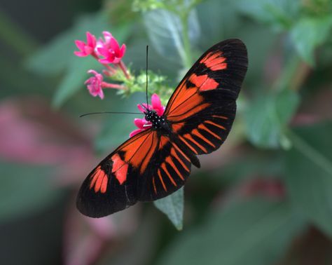 The Postman butterfly / Common Postman / Postman (Heliconius melpomene) Postman Butterfly, Butterfly Information, Peacock Photos, Types Of Butterflies, Moth Caterpillar, Butterfly Species, Flying Flowers, Morpho Butterfly, Butterfly Images