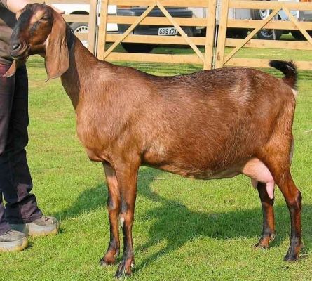 Anglo-Nubian Anglo Nubian Goats, Goat Pet, Toggenburg Goat, Milking Parlor, Female Goat, Nubian Goat, Goat House, Boer Goats, Dream Farm