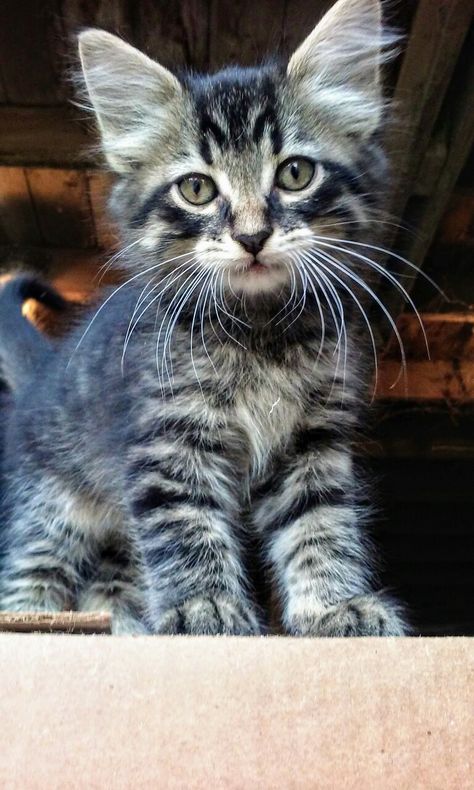 Long Haired Tabby Cat, Long Hair Tabby Cat, Long Haired Kittens, Grey Tabby Kittens, Dark Gray Tabby Cat, Long Hair Tabby Cat Gray, Cat Tabby, Long Hair Tortoise Shell Cat, British Long Hair Kitten