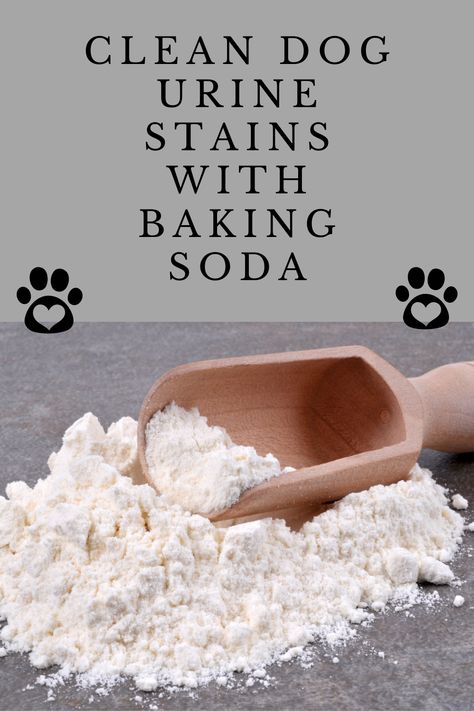 We love our pets but don’t want our homes to smell of them. Baking soda works as a neutraliser for bad smells around the home by absorbing odours, not just masking them like conventional cleaners. Cleaning With Baking Soda, Natural Dog Remedies, Cleaning Pet Urine, What Is Baking Soda, Dog Incontinence, Pet Remedies, Remove Pet Stains, Household Cleaning Products, Store Cupboard