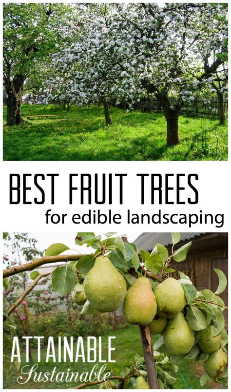 Fruit Tree Garden, Growing Fruit Trees, Growing Gardens, Permaculture Design, Types Of Fruit, Garden Shrubs, Edible Landscaping, Organic Gardening Tips, Growing Fruit