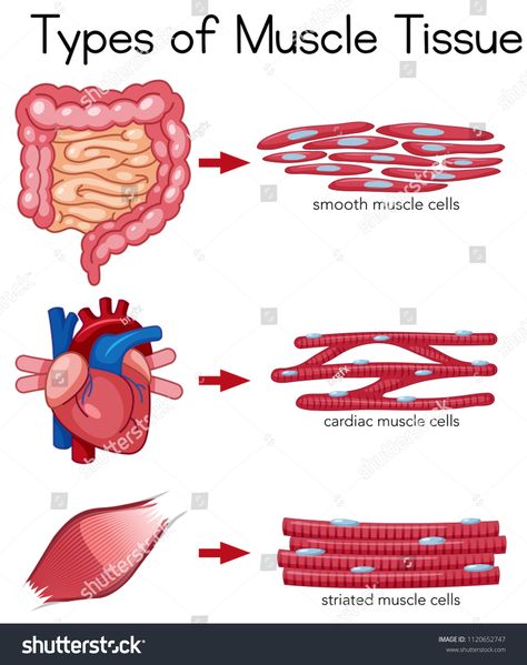 Types of Muscle Tissue illustration #Ad , #AFFILIATE, #Muscle#Types#illustration#Tissue Muscle Types Drawing, Striated Muscle Tissue, Muscular Tissue Notes, Tissue Illustration, Types Of Muscle Tissue, Muscle Types, Skeletal Muscle Tissue, Physiology Notes, Muscular Tissue