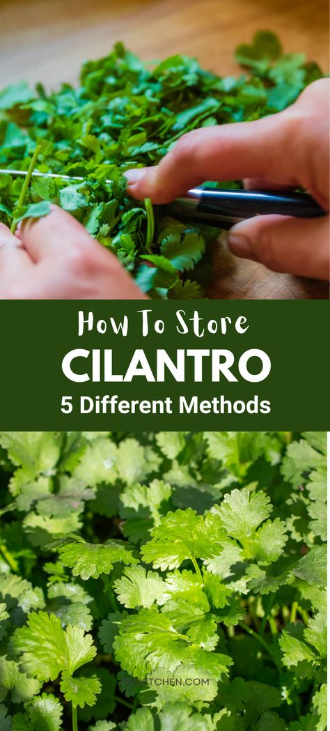 A Pinterest pin with a photo of fresh cilantro and simple storage tips. Learn how to keep your  cilantro fresh and full of flavor with easy preservation methods. Ideal for home cooks and herb lovers! #FreshParsley #KitchenHacks #HerbStorage Preserve Cilantro, Store Cilantro, Freezing Cilantro, How To Harvest Cilantro, Herb Storage, Beef Jerky Recipes, Prevent Food Waste, Jerky Recipes, Fruit And Vegetable Storage