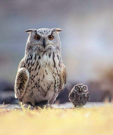 Awesome Owls, Beautiful Owls, Owl Photography, Burrowing Owl, Owl Photos, Owl Pictures, Beautiful Owl, Owl Lovers, Owl Bird