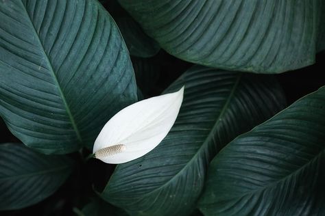 HD wallpaper: white peace lily flower, leaf, plant part, close-up, beauty in nature | Wallpaper Flare Green Wallpaper Interior Design, Peace Lily Flower, Pink Lily Flower, Jungle Flowers, White Lotus Flower, Calla Lily Flowers, City Flowers, Beauty In Nature, Dark Green Aesthetic