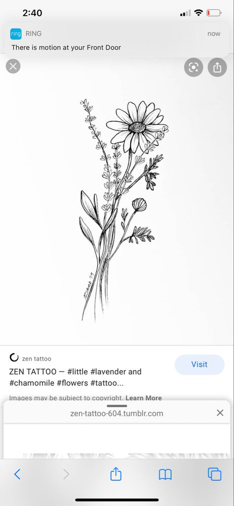 Lavender Chamomile Tattoo, Lavender And Chamomile Tattoo, Daisy And Lavender Tattoo, Chamomile Tattoo, Lavender Tattoo Design, Herb Tattoo, Sweet Pea Tattoo, Tea Tattoo, Daisy Drawing