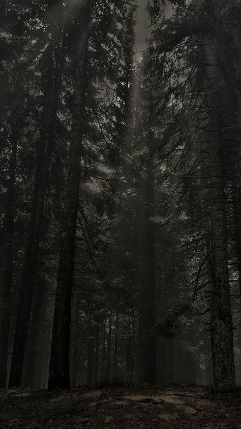 Dark Forest Aesthetics, Aesthetic Boards Dark, Dark Forest Wallpaper Aesthetic, Trees Forest Aesthetic, Dark Trees Wallpaper, Masih Core, Dark Green Woods Aesthetic, Forest Trees Aesthetic, The Woods Aesthetic Dark