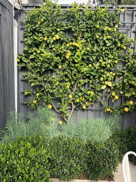 Espalier Citrus Trees, Side Yard Vegetable Garden, Contemporary Fence Design, Urban Garden Ideas, Contemporary Fence, Espalier Trees, Ideas For Projects, Fence Design Ideas, Espalier Fruit Trees