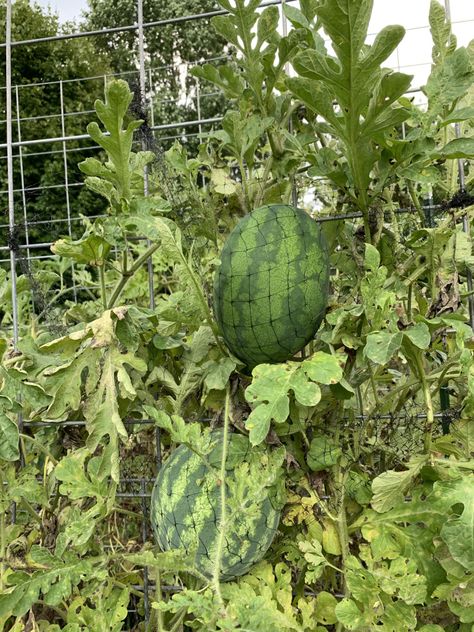 Melon Trellis Diy, How To Grow Watermelon Vertically, Watermelon Trellis Diy, Growing Melons Vertically, Melon Trellis, Watermelon Trellis, Watermelon Growing, Aesthetic Watermelon, Watermelon Jello Shots