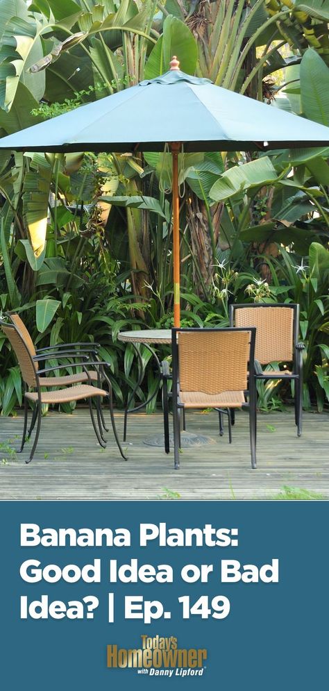 Banana plants surrounding a luxurious patio area. Pool Plants, Banana Plants, Small Banana, Banana Tree, Bad Idea, Inground Pools, Pool Landscaping, Pool Area, Tree Decor