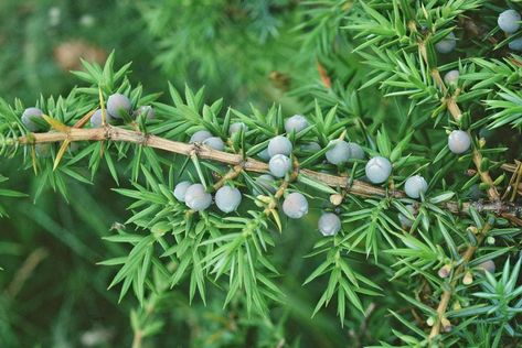 Saining not Smudging- Purification, Blessing and Lustration in Scottish Folk Magic Practice - Cailleach's Herbarium Scottish Folklore, Magic Practice, Cow Nose, Scots Pine, Pine Candle, Cinnamon Orange, Traditional Witchcraft, Folk Magic, Sign Of The Cross