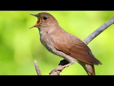 Here is a look at some of the best singing birds from the world whose melodic sounds will certainly please your ears. Nightingale Bird, Nature Story, Birds Singing, Bird Song, Singing Bird, World Birds, Spring Morning, Bird Gif, Rare Birds