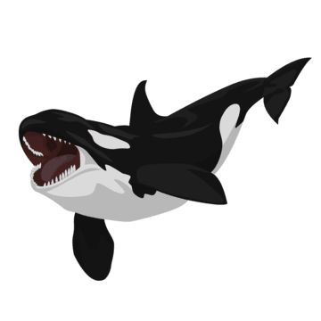 orca,orca vector,animal,whale,ocean,fish,sea,blue,orca fish,water,shark,world,marine,fish silhouette,wildlife,killer whale,marine life,cartoon,white,mammal,killer,nature,killer whale fish,design,black,symbol,whale illustration,beach,sealife,blue whale,for,silhouette,aquatic,life,wild,predator,cute,dolphin,sign,hand drawn whale,on,isolated,style,big,web,of,orca whale,drawing,fauna,cetacean,mermaid Orca Characters Design, Orca Whale Drawing, Killer Whale Drawing, Orca Illustration, Orca Drawing, Open Mouth Drawing, Whale Silhouette, Orca Design, Life Cartoon