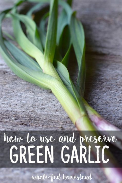 How to Use and Preserve Green Garlic - Whole-Fed Homestead Green Garlic Recipes, Garlic Ideas, Vegetarian Recepies, Garlic Storage, Garlic Scapes, Green Garlic, Csa Recipes, Asian Vegetables, Freeze Greens