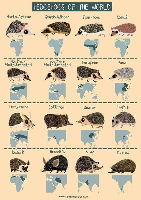 Hedgehogs of the world Types Of Hedgehogs, Hedgehog Care, Pygmy Hedgehog, Hedgehog Pet, Cute Hedgehog, Animal Facts, Weimaraner, Hedgehogs, Zoology