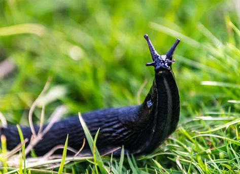 Slugs in the Garden | These Bugs Are Your Garden's Biggest Threats This Spring Giant Slug, Slug Control, Earwigs, Garden Insects, Plant Diseases, Invasive Species, Chelsea Flower, Chelsea Flower Show, Garden Pests