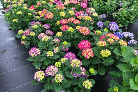 Your Guide to the 'Wee Bit Giddy' Hydrangea | Taste of Home Rose Fertilizer, Big Leaf Hydrangea, Types Of Hydrangeas, Bigleaf Hydrangea, Hydrangea Varieties, Hydrangea Care, Hydrangea Garden, Hydrangea Macrophylla, Border Plants