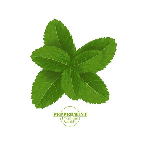 Green and fresh peppermint leaf | Premium Vector #Freepik #vector #food #leaf #nature #health Peppermint Aesthetic, Fresh Cocktail Recipes, Leaf Icon, Peppermint Leaf, Tea Labels, Tea Logo, Iced Green Tea, Medical Herbs, Mint Leaf