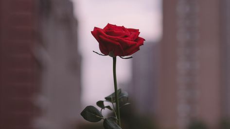 #flower #focus #hand #rose #Flowers. Read more: https://wallpapershd.info/wallpaper-flower-hand-rose-focus-1615814283.html Check more at https://wallpapershd.info/wallpaper-flower-hand-rose-focus-1615814283.html Roses Macbook Wallpaper, Pc Wallpaper Flowers Desktop Wallpapers, Roses Laptop Wallpaper, Flower Keyboard Wallpaper, Rose Wallpaper Desktop, Rose Computer Wallpaper, Rose Desktop Wallpaper, Rose Aesthetics, Keyboard Background