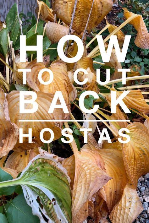 Dividing Hostas In The Fall, What To Do With Hostas In The Fall, Hosta Care In Fall, When To Prune Hostas, Winterize Hostas, Pruning Hostas In Fall, Hosts Care, Winterize Plants, Winterizing Plants