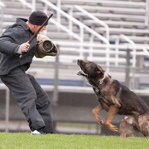 Training Aesthetic, Protection Dog Training, Puppy Training Guide, Personal Protection Dog Training, Belgian Malinois Agility, Dog Boarding Facility, Protection Dogs, Schutzhund Training, Dog Sports