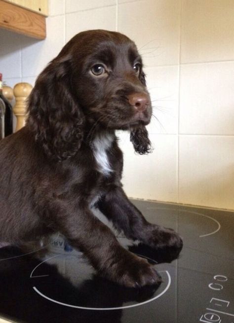 White Cocker Spaniel Puppies, Mini Cavalier King Charles Spaniel, Chocolate Cocker Spaniel Puppies, Crocker Spaniel, Baby Corgi, Funny Puppies, Puppy Funny, Cute Corgi Puppy, Funny Corgi