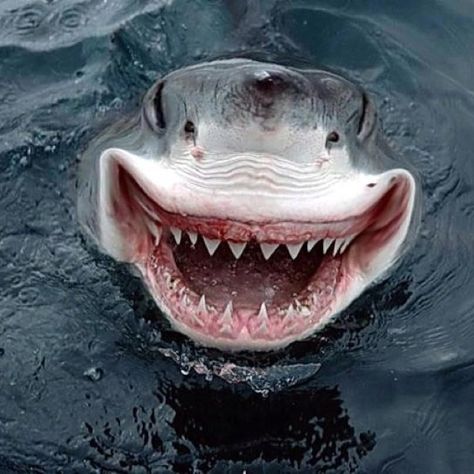 Scary Fish Megalodon Real, Scary Fish, Sharks Scary, Shark Stuff, Awesome Animals, Shark Week, Great White Shark, Animal Planet, Sharks