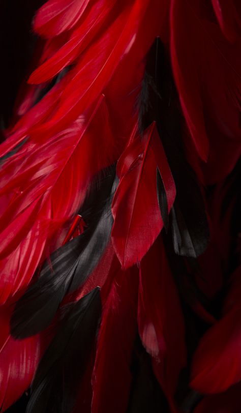 Dore Designs Feathers Red Wings Aesthetic, Wings Aesthetic, Dore Designs, Fred Astaire, Red Feather, Black Wings, Red Wings, Dragon Age, Shades Of Red