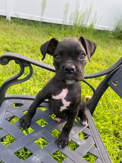 Black Boxer Puppies, Pit Boxer Mix Dogs, Boxer Puppies For Sale, Boxer Mix Puppies, Bulldog Boxer Mix Puppy, Puppy Mix, Boxer Rottweiler Mix Puppies, Puppies For Sale Near Me, Boxer Mix