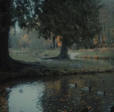 Dark Naturalism, Rainy Day Aesthetic, Dark Green Aesthetic, Dark Paradise, Fallen Leaves, Gloomy Day, Jolie Photo, Dark Forest, Nature Aesthetic