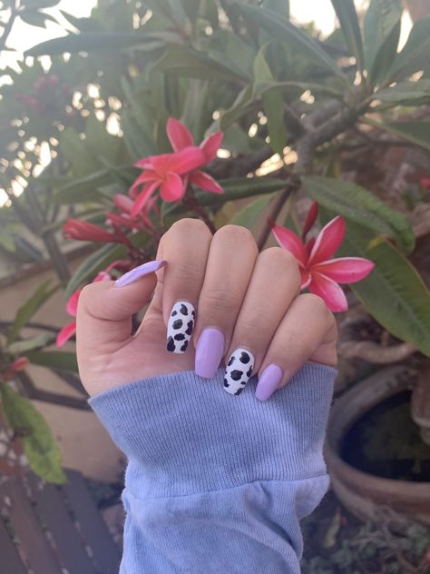 Purple Cow Print Nails Acrylic, Purple Western Nails, Purple And Cow Print Nails, Baby Purple Nails, Short Nail Cow Designs, Purple Cow Nails, Coffin Shape Cow Print Nails, Purple Nails Cow Print, Cute Cow Nails