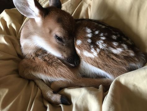 Mia 3, A Deer, Oh Deer, Lily Rose Depp, Silly Animals, Baby Deer, Twilight Saga, Doja Cat, Maleficent