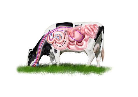 Cow digestive system. Digital illustration of a cow digestive system #Sponsored , #ad, #PAID, #digestive, #cow, #illustration, #Cow Digestive System Illustration, Cow Digestive System, Cow Stomach, Vet Tech School, Cow Feed, Fauna Illustration, Cow Illustration, Vet Medicine, Gastrointestinal System