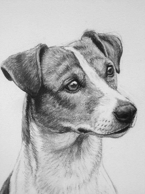 Pencil Sketches Of Dogs, Jack Russell Terrier Sketch, Drawing Jack Russell Terrier, Jack Russell Dogs Drawings, Jack Russell Sketch, Jack Russel Drawing, Dog Drawing Sketches, Jack Russell Terrier Drawing, Jack Russell Drawing