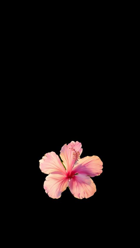 Hibiscus Flower Logo, Hisbusic Flower Wallpaper, Habisquis Flower Wallpaper, Hibiscus Flower Black Background, Hibiscus Flower Wallpaper, Glowing Flowers, Purple Hibiscus, Summer Wallpapers, Cute Summer Wallpapers