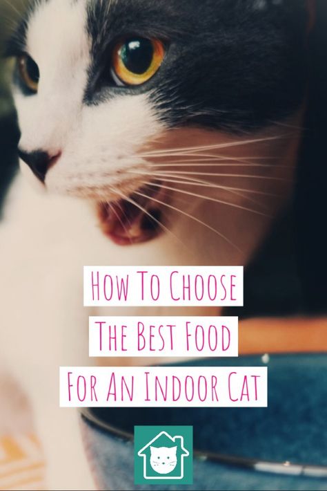 Choosing the right cat food for a happy, healthy - non stinky - indoor cat is more of a process than you might have thought. We give you some important considerations in choosing an indoor cat food. #cats Best Cat Food For Indoor Cats, Organic Cat Food, Cat Food Recipes, Inside Cat, Cat Food Brands, Homemade Cat Food, Cats Food, Cats Happy, Best Cat Food