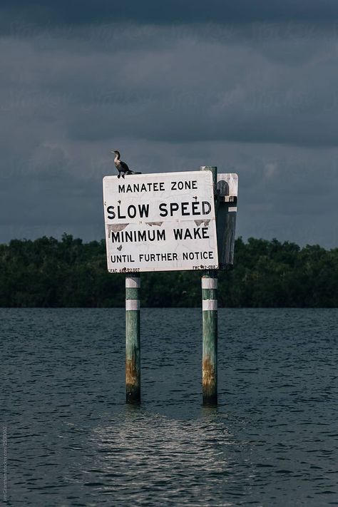 Manatee Zone sign in the Indian River, Florida by Jen Grantham for Stocksy United Indian River Florida, Indian River Lagoon, Indian River, Lovely Creatures, Us Images, Art Class, Highway Signs, Vision Board, Royalty Free Stock Photos