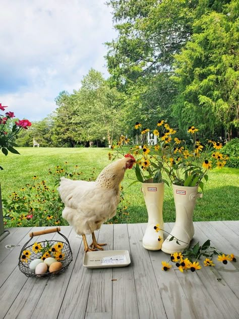 Spring Farm Aesthetic, Barnyard Aesthetic, Farm Animal Aesthetic, Farm Garden Ideas, Cute Chickens Aesthetic, Chicken Farm Aesthetic, Chicken Photoshoot, Chicken Coop Cottagecore, Hens And Chickens