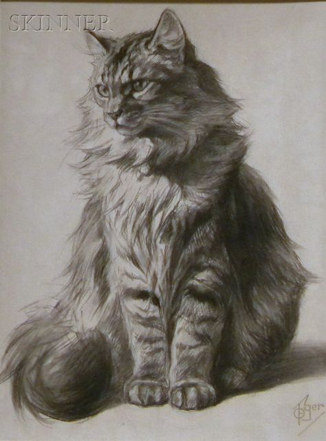 Cat Sketch, 강아지 그림, Pencil Drawings Easy, Cats For Sale, Great Cat, Arte Sketchbook, Animal Sketches, Realistic Art, Arte Animal