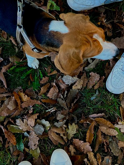 Aesthetic Beagle, Fall Leaves Photography, Leaves Photography, Art Major, 2024 Vision, Autumn Aesthetic, Fall Leaves, Dog Walking, Fall Vibes