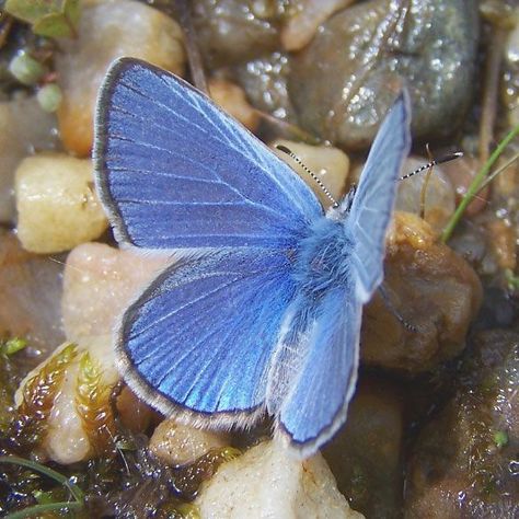 Silvery Blue Butterfly, Cottagecore Blue Aesthetic, Blue Moth Aesthetic, Dark Blue Cottagecore, Blue Cottagecore Aesthetic, Pastel Blue Butterfly, Blue Butterfly Aesthetic, George Aesthetic, Notion Setup