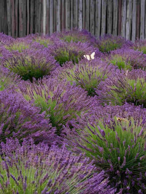 10 Creative Uses for Lavender in Your Garden - Little Flower Cottage Enchanted Backyard, Dirt Locker, Orchid Rebloom, Uses For Lavender, Lavender Plant Care, Lavender Hedge, Spanish Lavender, Lavender Varieties, Well House