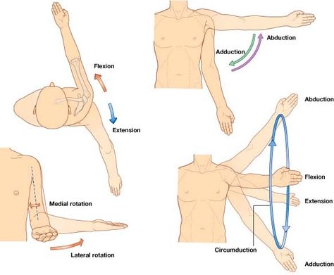 The shoulder joint is a synovial multi-axial spheroidal joint. It occurs between the roughly hemispherical head of the humerus and the sh... Latissimus Dorsi, Yoga Anatomy, Exercise Physiology, Medical School Studying, Muscle Anatomy, Human Anatomy And Physiology, Medical Anatomy, Body Anatomy, Healing Modalities