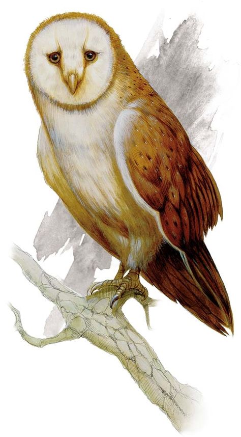 Dnd Lore, Greek Dnd, Giant Owl, Dnd 5, Monster Names, Wild Shape, Dnd Creatures, Wolf Spider, Nocturnal Birds