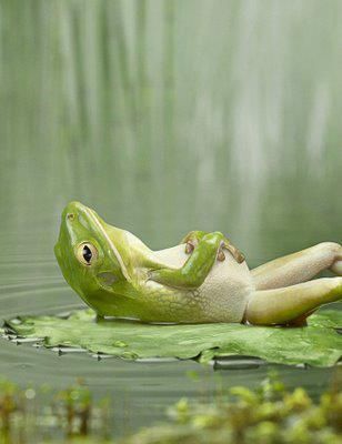 Laid Back Frog, what's the frog daydreaming about? Regnul Animal, Funny Frogs, A Frog, 웃긴 사진, Cute Animal Photos, Cute Animal Pictures, Animal Photo, Amphibians, 귀여운 동물